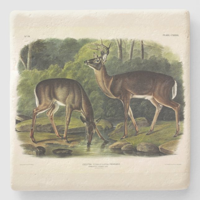 Häufig (Weißschwanz) Hirsche - Audubon-Quadrupeds Steinuntersetzer (Vorderseite)