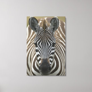 Häufig Zebra (Equus quagga), nah Leinwanddruck