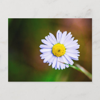 Häufige Blume Postkarte