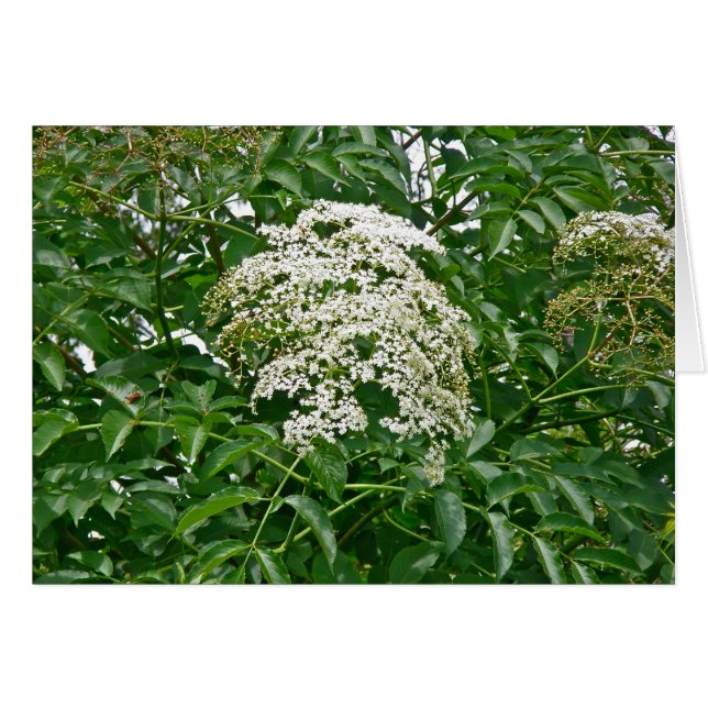 Häufige Elderberry-Koordinationsaufgaben (Vorderseite (Horizontal))
