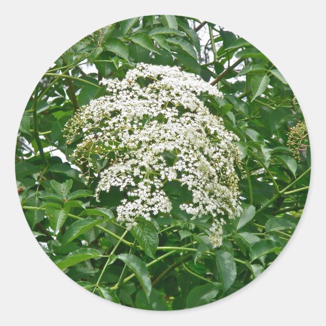 Häufige Elderberry-Koordinationsaufgaben Runder Aufkleber (Vorderseite)