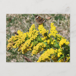 Häufige Schmetterlingskarte Postkarte