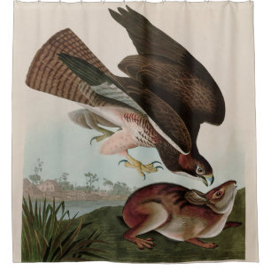 Häufige Vögel von Bussard America Audubon Print Duschvorhang