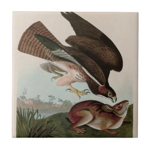 Häufige Vögel von Bussard America Audubon Print Fliese