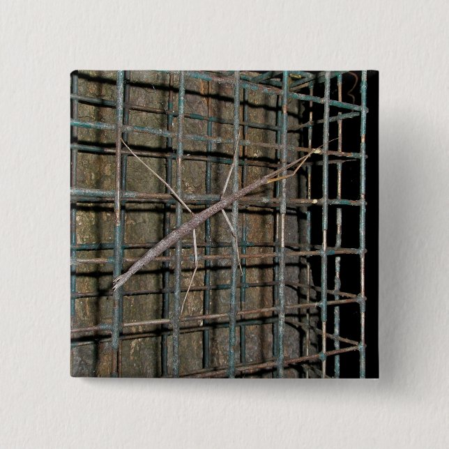 Häufige Walkingstifte (Diapheromera femorata) Button (Vorderseite)