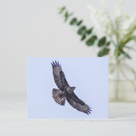 Häufiger Buzzard Postkarte