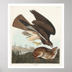 Häufiger Buzzard von Audubon Poster