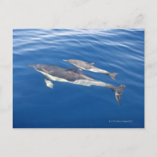 Häufiger Delphin in der Straße Postkarte