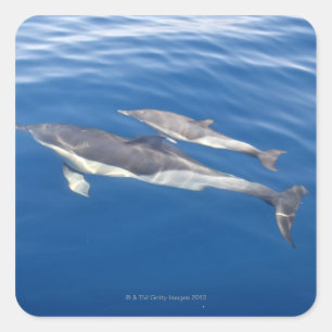 Häufiger Delphin in der Straße Quadratischer Aufkleber