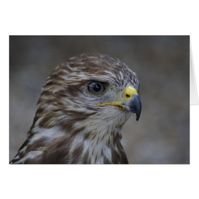 Häufiges Bussard-Portrait (Vorderseite (Horizontal))