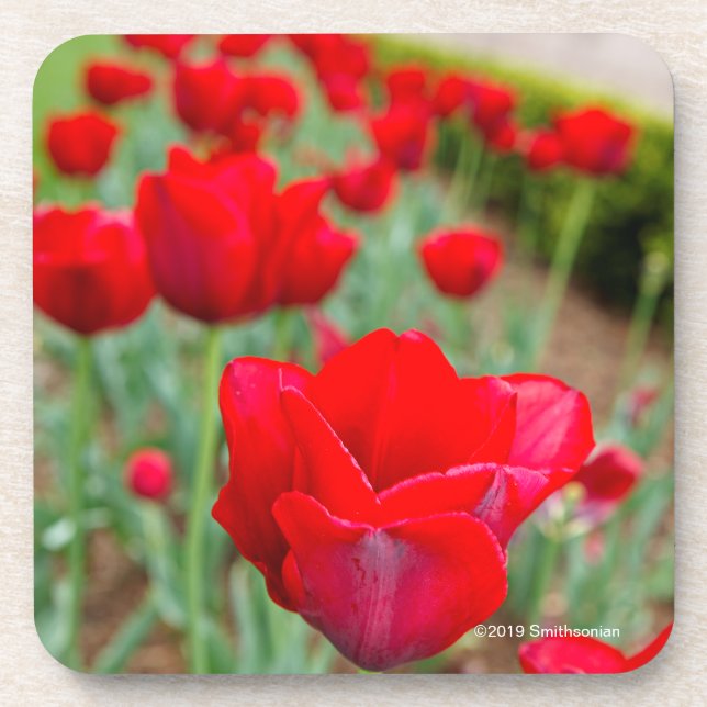 Haupt Birnen, Nahaufnahme Getränkeuntersetzer (Vorderseite)