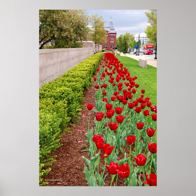 Haupt Bulbs Poster (Vorne)