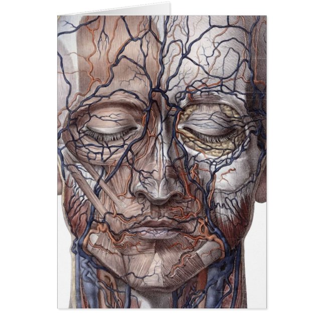 Hauptadern und Muskeln (Vorne)