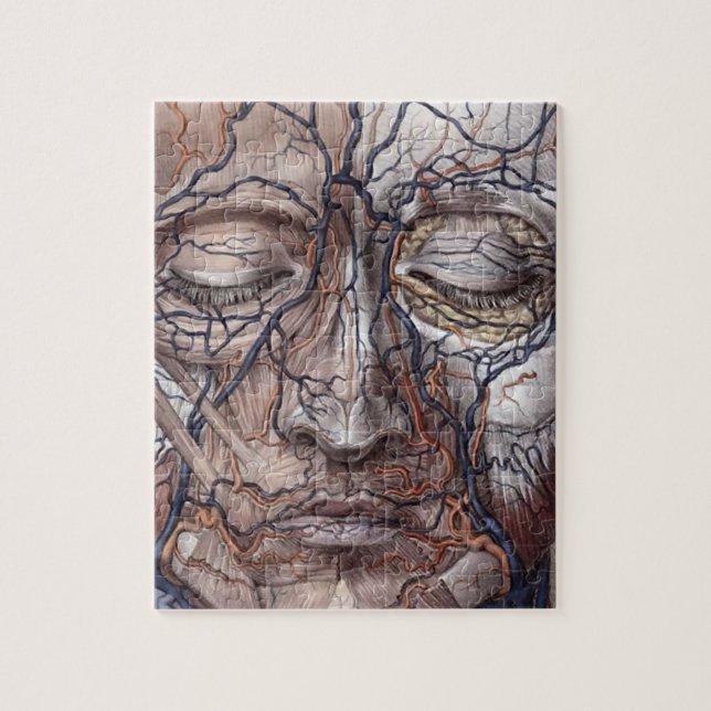 Hauptadern und Muskeln Puzzle (Vertikal)