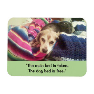 "Hauptbett genommen / Dog Bed Free" 3x4 Foto Magne Magnet