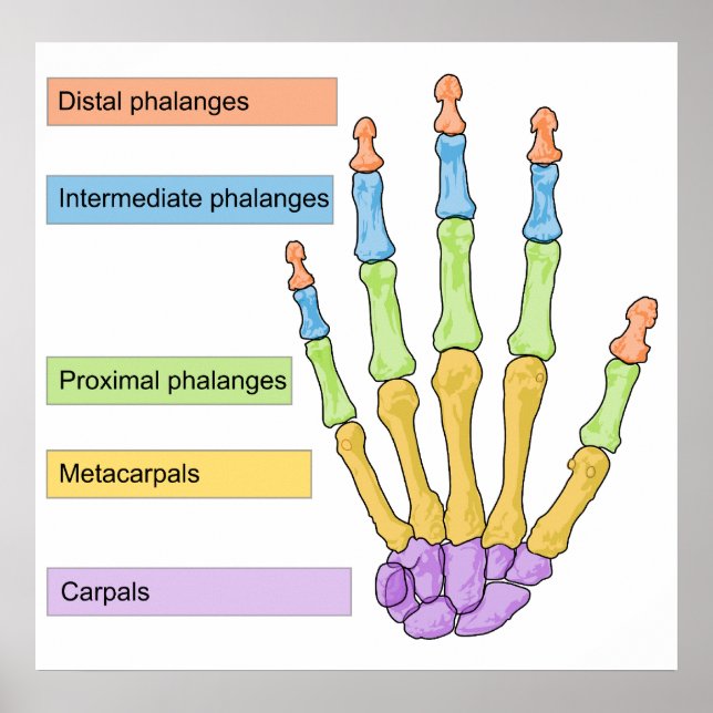 Hauptknochenunterteilung Diagramm der rechten mens Poster (Vorne)
