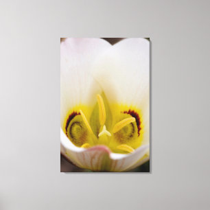 Hauptstadt Reef National Park, Utah, USA 2 Leinwanddruck