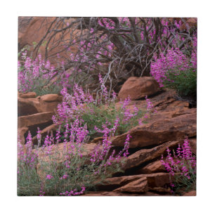 Hauptstadt Reef National Park, Utah, USA Fliese