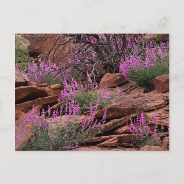 Hauptstadt Reef National Park, Utah, USA Postkarte (Vorderseite)
