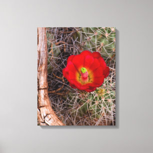 Hauptstadt Reef Nationalpark, Claret Cup Cactus Leinwanddruck