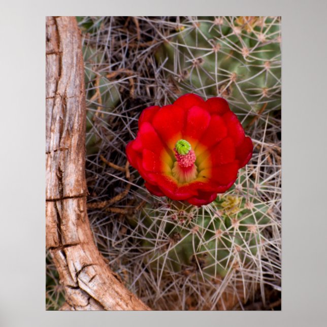 Hauptstadt Reef Nationalpark, Claret Cup Cactus Poster (Vorne)