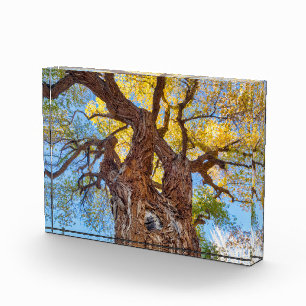 Hauptstadt Reef Nationalpark, Cottonwood Tree Fotoblock
