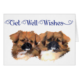 Hauptstudie für tibetische Spaniels