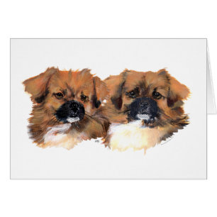 Hauptstudie für tibetische Spaniels