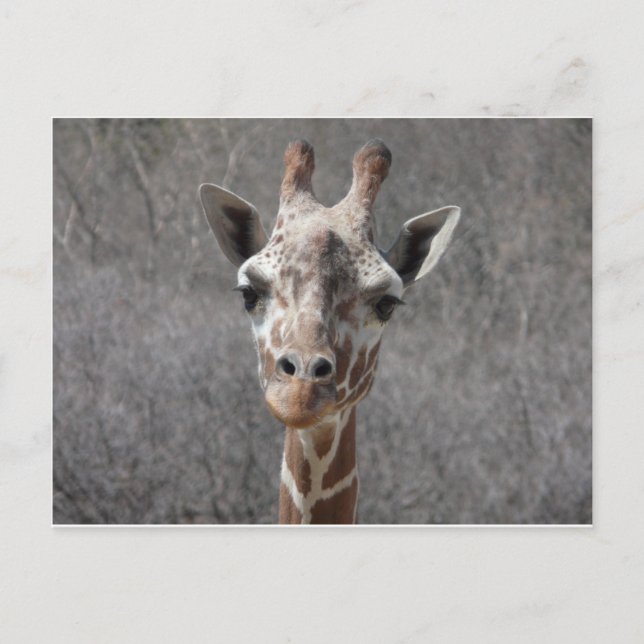 Hauptvorderansicht der Giraffe Postkarte (Vorderseite)