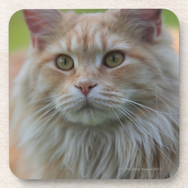Hauptwaschbärkatze Getränkeuntersetzer (Vorderseite)