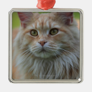 Hauptwaschbärkatze Ornament Aus Metall