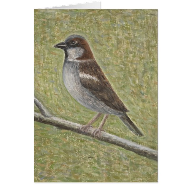 Haus-Spatz 2008 (Vorne)