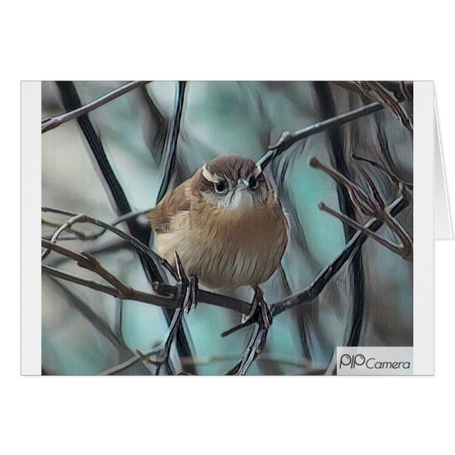 Haus-Zaunkönig (Vorderseite (Horizontal))