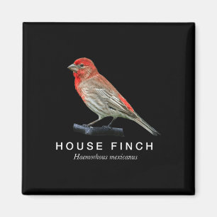 Hausfink Vogelbeobachtung Grafik roter Singvogel Magnet