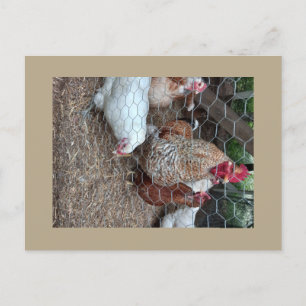 Hausgeflügel niedlich postkarte
