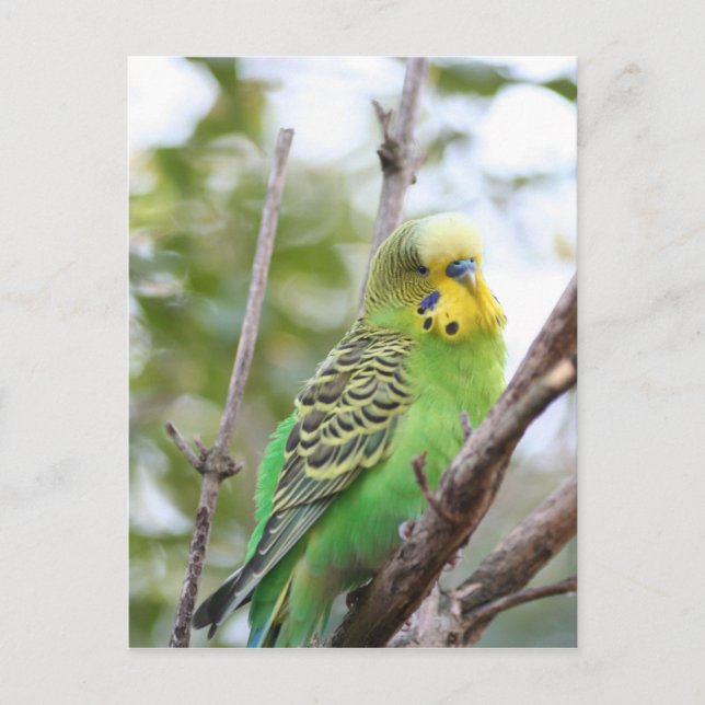 Haushalt Postkarte (Vorderseite)