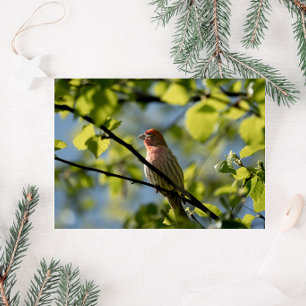 Haushaltfink Frohe Weihnachten Karte