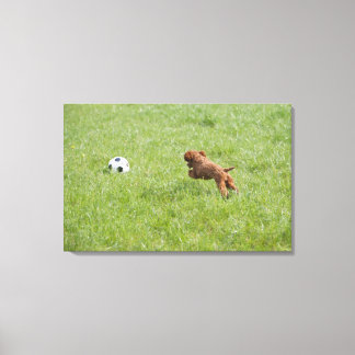 Haushund, der nach dem Fußball im Park läuft Leinwanddruck