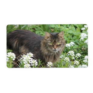Hauskatze