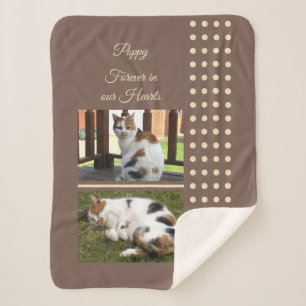 Hauskatze, braun und creme, Fotos hinzufügen Sherpadecke