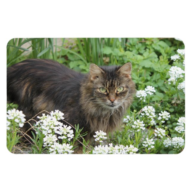 Hauskatze Magnet (Horizontal)