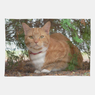 Hauskatze Orange Ginger Tabby Geschirrtuch