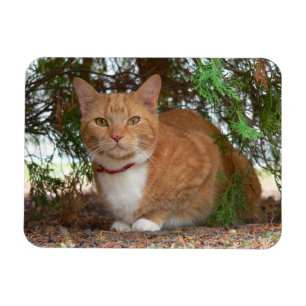 Hauskatze Orange Tabby Magnet