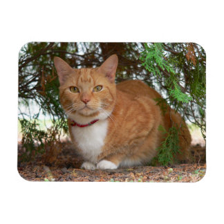 Hauskatze Orange Tabby Magnet