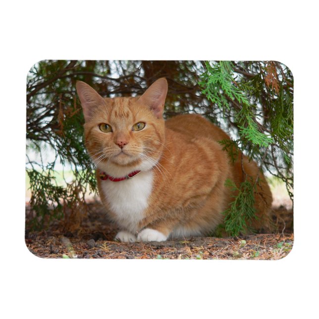 Hauskatze Orange Tabby Magnet (Horizontal)