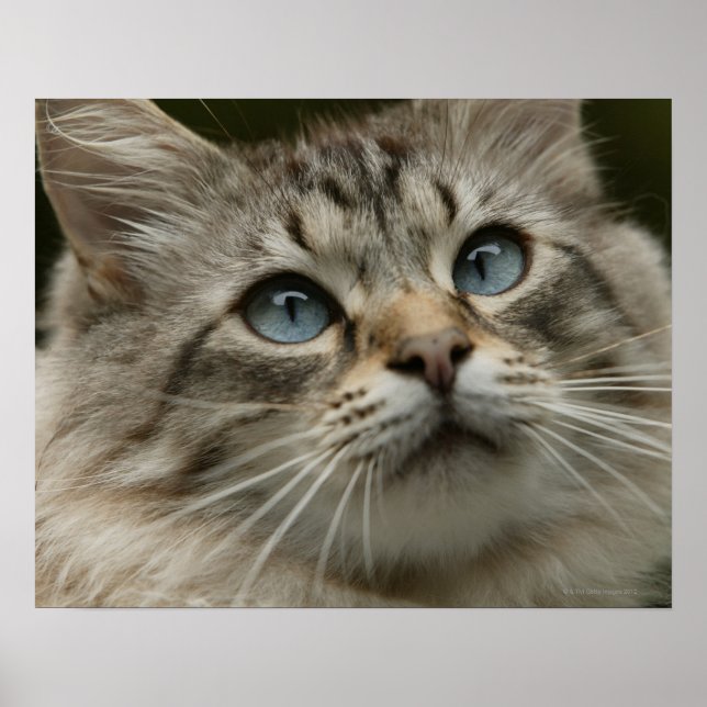Hauskatze Poster (Vorne)