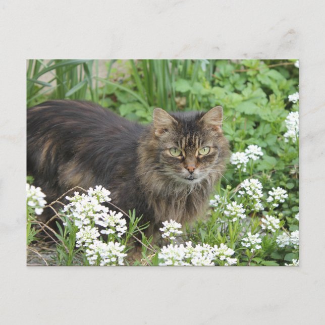 Hauskatze Postkarte (Vorderseite)