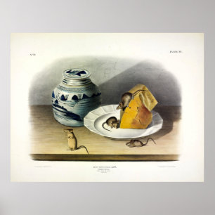 Hausmäuse, Hausmäuse, Musculus von Audubon Poster