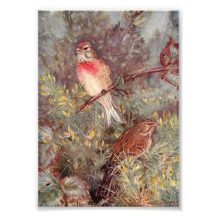 Hausrotschwanz-Vögel Vintage-Illustration Fotodruck