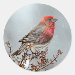 Haussperling im Schnee - Originalfotografie Runder Aufkleber